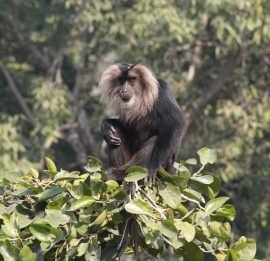 Delhi-National-Zoo-Macaco-Cauda-de-Leão2