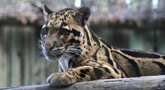 Lowry-Park-Zoo--Pantera-Nebulosa2