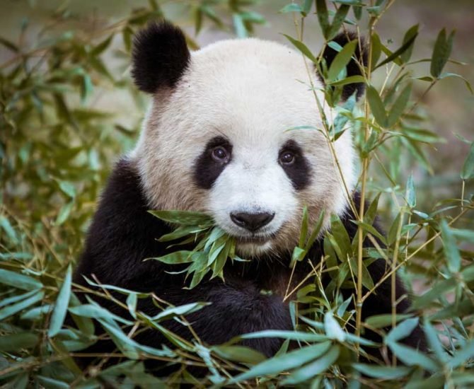 panda-sobre